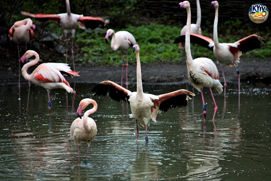 У Київському зоопарку рожевих фламінго випустили на озера (ФОТО)
