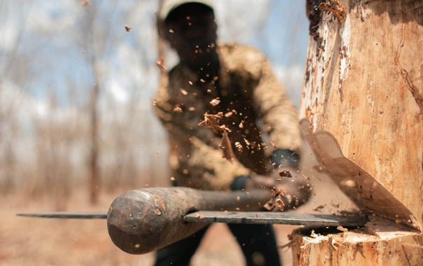 Забудовники знищують унікальний ліс на Київщині (ФОТО)
