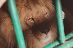 Под Киевом, освобожденные от жестокости контактного зоопарка львы, нашли новый дом