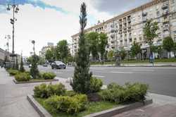 На Крещатике высадят каштаны: знаем когда