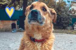 Под Макаровом нашли избитую оккупантами и заминированную собаку (ФОТО)