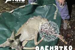 На Київщині підібрали тяжкопоранене дитинча оленя, на яке нападали собаки