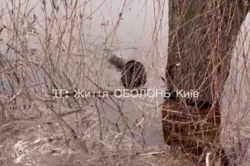 В Киеве на Днепре заметили огромных бобров: где их можно увидеть (Видео)