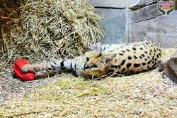 Киевский зоопарк получил новых редких животных (ВИДЕО)