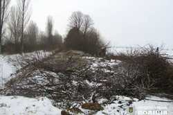 В Киевской области незаконно срезали сотни деревьев