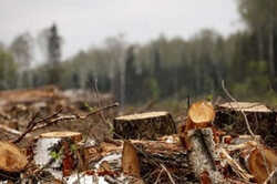 На Київщині нарубали лісу на 1,2 млн грн