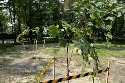 В Киеве на Оболони построят паркинг: в парке высадили деревья (Фото)