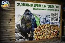 В Київському зоопарку показали, як зігрівають горилу Тоні (ФОТО, ВІДЕО)