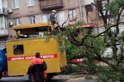 На Печерске огромное дерево преградило дорогу (ФОТО)