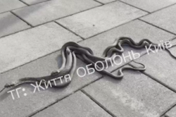 У Києві помітили масову навалу змій: де їх можна побачити (Відео)