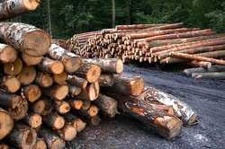 В Киевской области неизвестные нанесли ущерб более чем на 1 млн грн незаконной порубкой леса