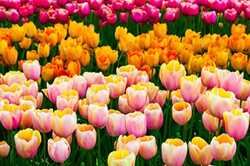 700 тисяч тюльпанів можна побачити на «Співочому»  з 1 травня