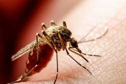 У Київській області зафіксовано небезпечну хворобу, яку переносять комарі