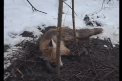 В Киеве спасают лису, попавшую в ловушку браконьеров