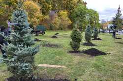 В Протасовом Яру в Киеве высадили десятки деревьев (ФОТО)