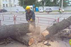 В Киеве на женщину упало огромное дерево: подробности (ФОТО)