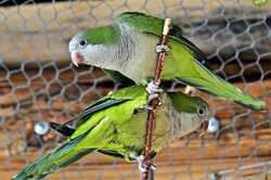 Киевский зоопарк подарил очаровательным птицам новый дом (ФОТО)