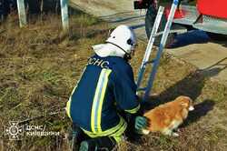 На Київщині розгорнули рятувальну операцію з порятунку собаки