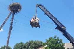 В Киевской области из заброшенного гнезда спасли аиста (ФОТО)