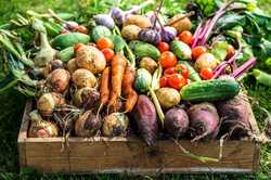 Где в Киеве пройдут продуктовые ярмарки (АДРЕСА)