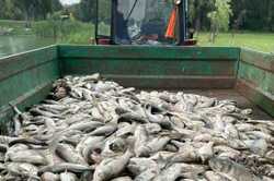 Масова загибель риби в Борисполі: названо суму збитків