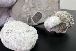Київські митники вилучили камені з відбитками істот, що населяли Землю понад 400 млн років тому