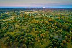 У Чорнобилі показали, як бобри обгризли дерева (ФОТО)