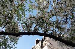 У Києві розквітли неймовірні дерева: де їх можна побачити (Фото)