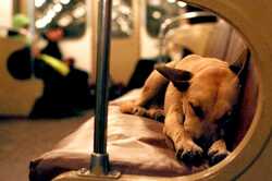 Киевляне требуют разрешить проезд с животными в метро