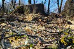 В Киевской области уничтожают лес с краснокнижными растениями: детали (Фото)