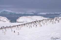 Украинские полярники насчитали рекордное количество пингвинов у станции 