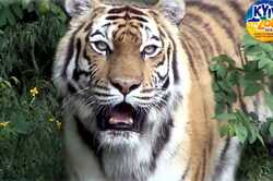 Спасенная тигрица освоилась в Киевском зоопарке