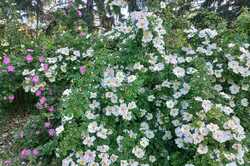 Сад роз открывают в ботаническом саду Киева