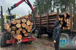 В Киевской области чиновник за взятку продал высококачественную древесину по сниженным ценам