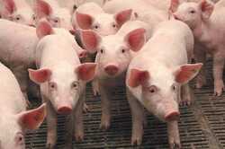 На Київщині спалах африканської чуми свиней: де є загроза