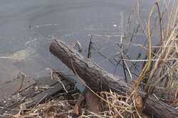 В одному з озер у Києві в рази погіршилась якість води (ФОТО)