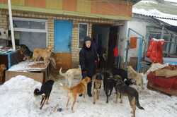 Більше тисячі врятованих у Києві собак можуть опинитися на вулиці