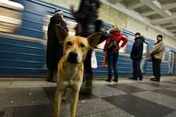 У Києві можуть дозволити перевезення собак у метро: коли чекати зміни 