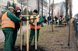 В Киеве высадили уникальные деревья, не вызывающие аллергии