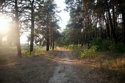 Стала известна судьба огромного леса в Киевской области, который планировали застроить
