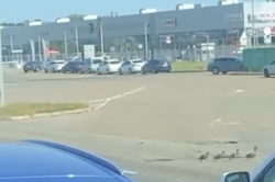 В Киеве патрульные остановили движение на дороге, чтобы пропустить стаю утят: милое видео