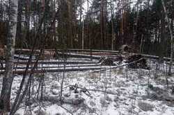 В киевских лесах начинаются масштабные рейды