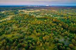 На Київщині привласнили майже гектар лісу 