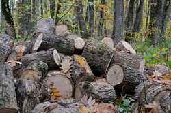 Масштабну порубку дерев під час війни влаштували на Київщині