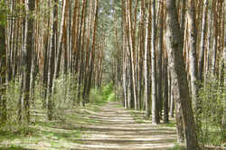 В киевских лесах ввели строгие запреты