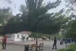 В центре Киева спиленное дерево чуть не убило людей (ФОТО)