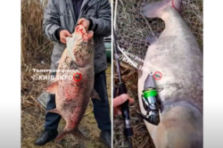 На Київщині чоловік упіймав гігантську рибу: близько 30 кг (Відео)