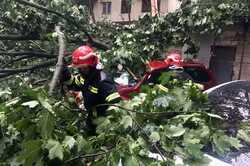 Во время грозы в Киеве повреждены три сотни деревьев