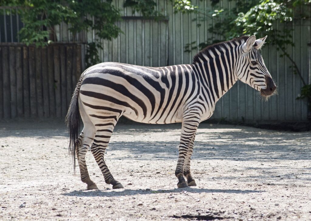 У Київському зоопарку за два роки побільшало тварин: кого вдалося врятувати