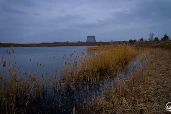 В чорнобильській осушеній водоймі-охолоджувачі з’явились нові типи рослинності